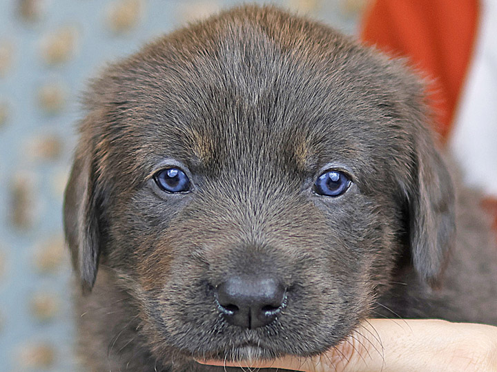 chinook puppy